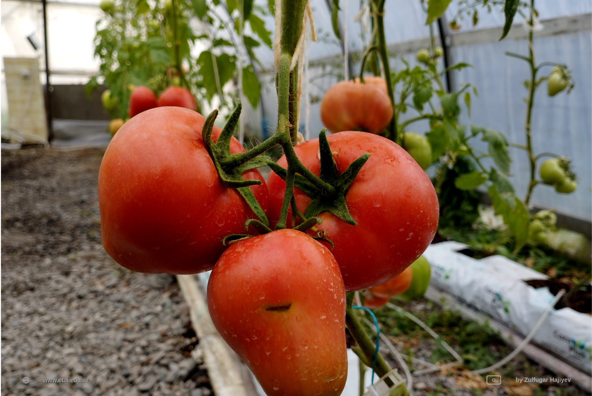 greenhouse 2